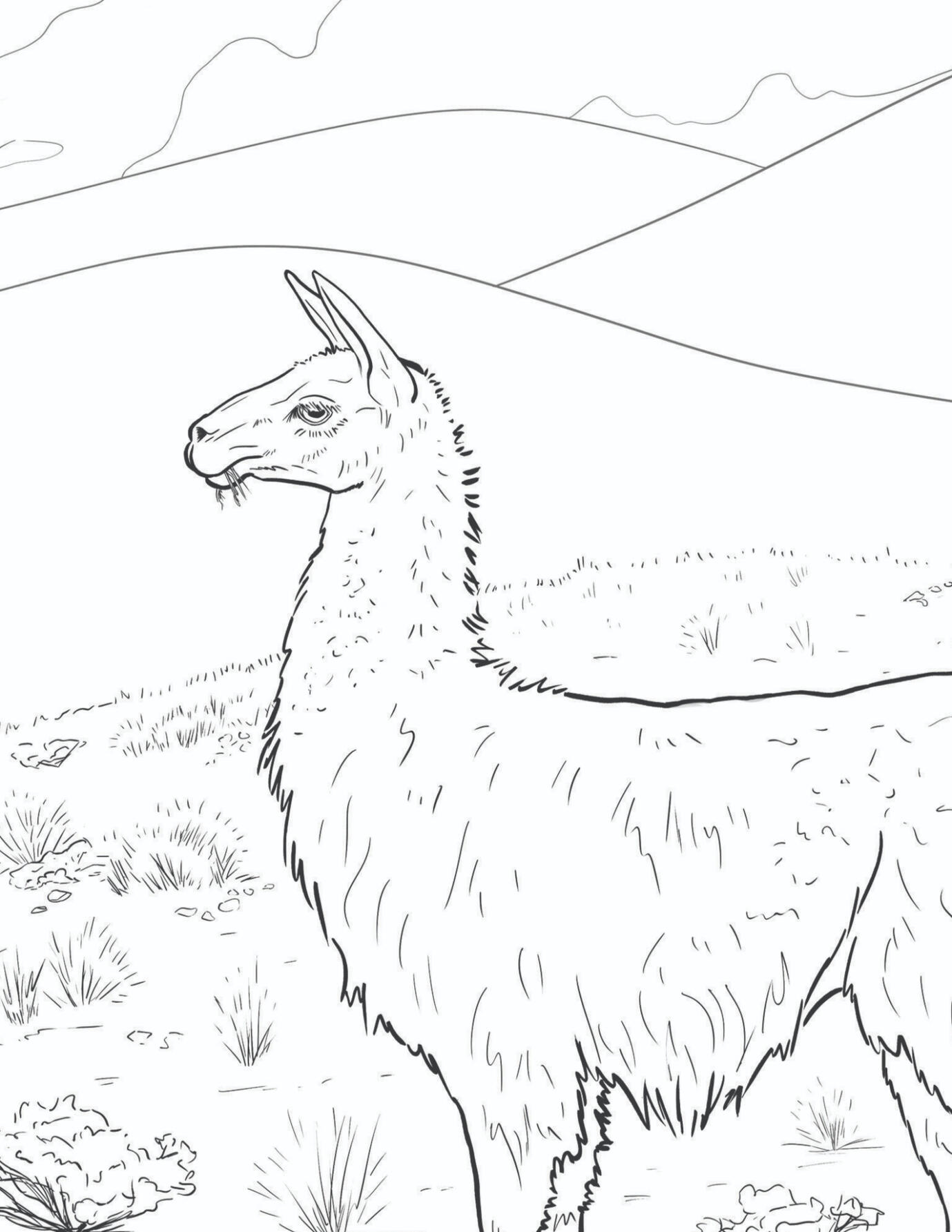 Llama