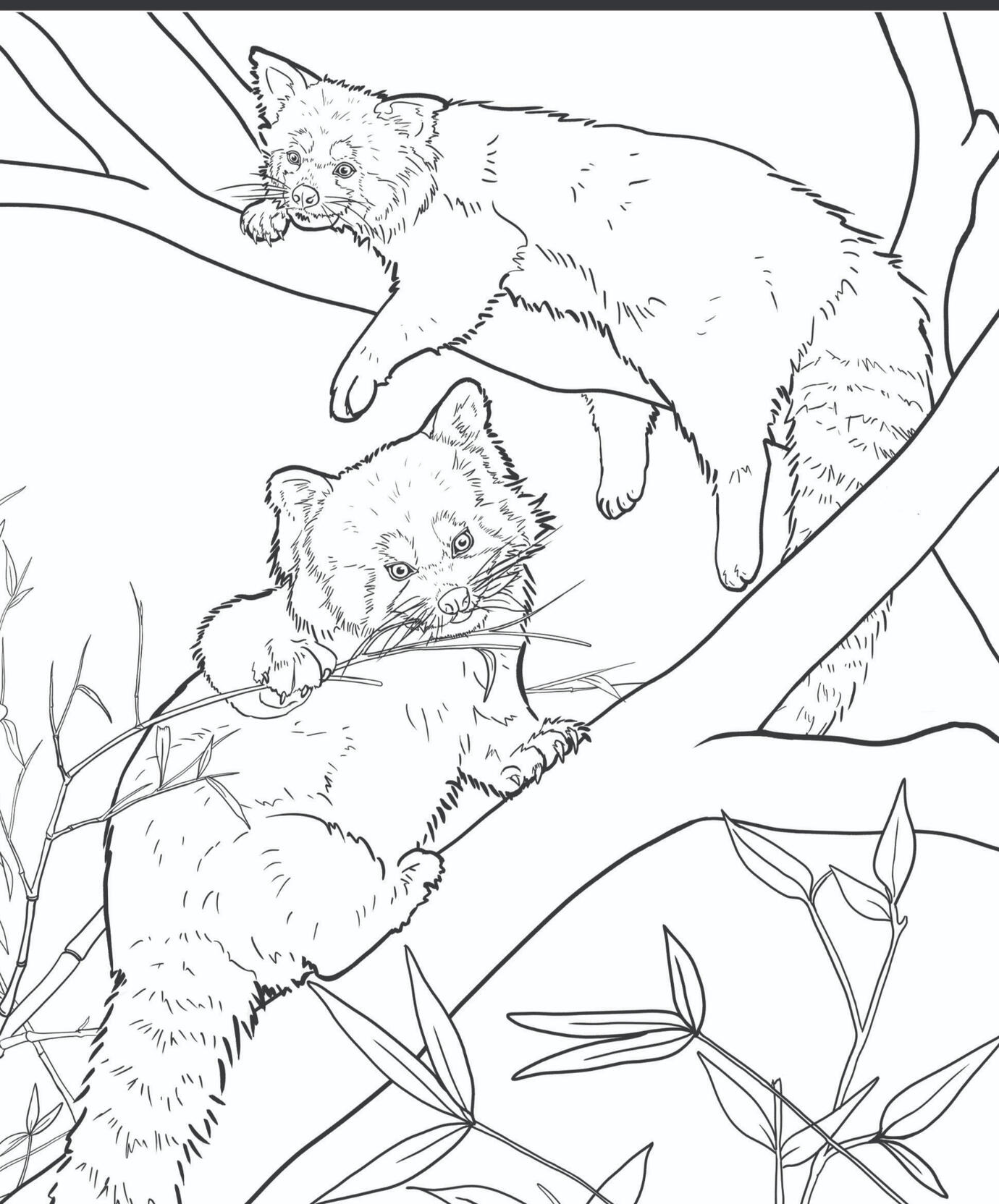 Red panda