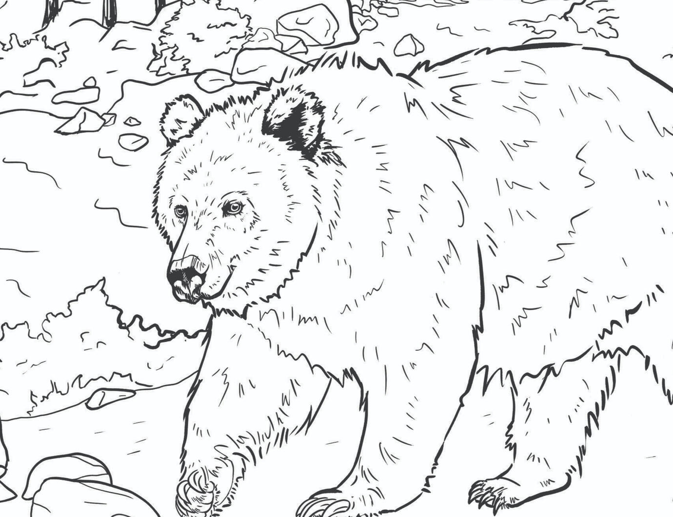 Grizzly bear